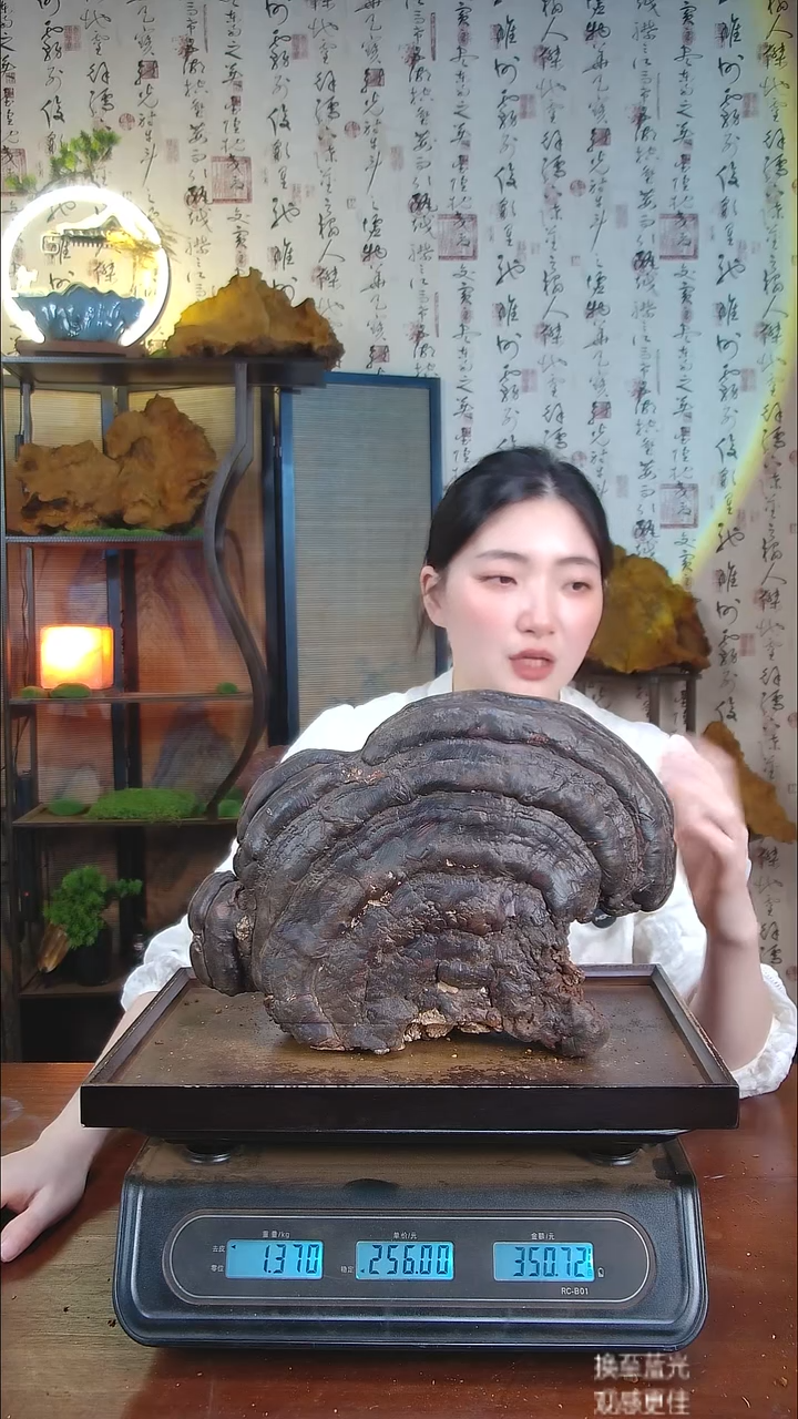 红缘拟层孔菌中国大陆【藏区 野生】红缘树舌（2.74斤）30-40年份