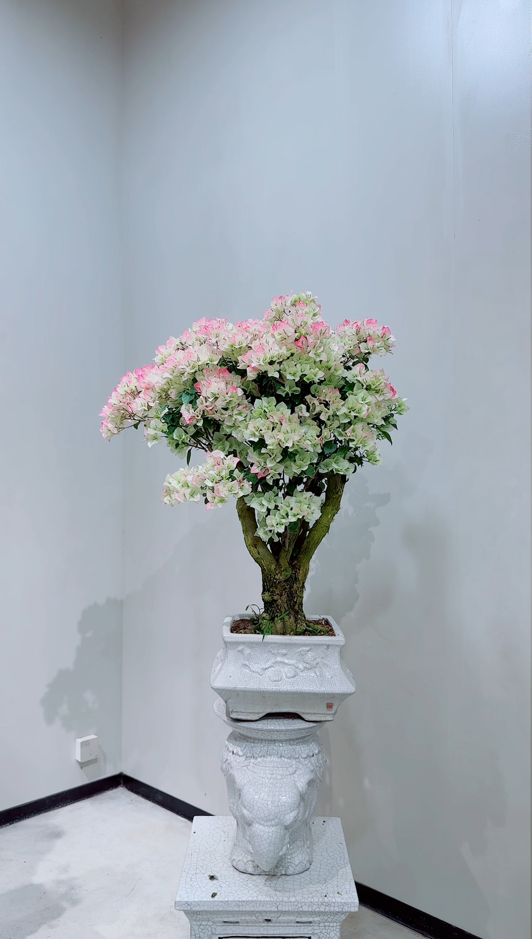 【闪购商品】盆景老粧绿樱