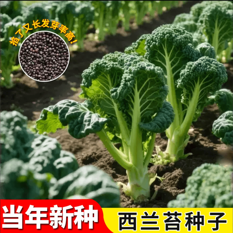 西兰花苔种子芥蓝种子小西兰花菜心四季蔬菜种子盆栽蔬菜