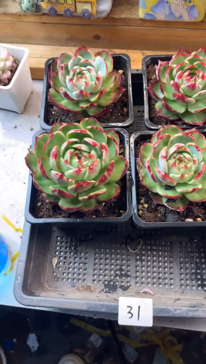 灵***师12.17-31惊鸿四个11111111