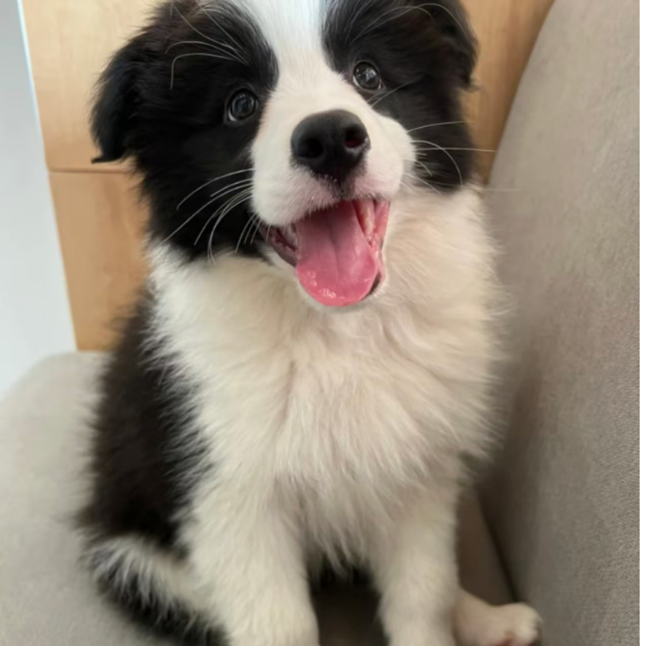 [小李犬舍]精品边牧幼犬成体宠物狗狗