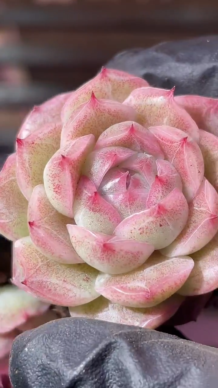 35-9 雾山系新品2-3厘米量拍发一颗