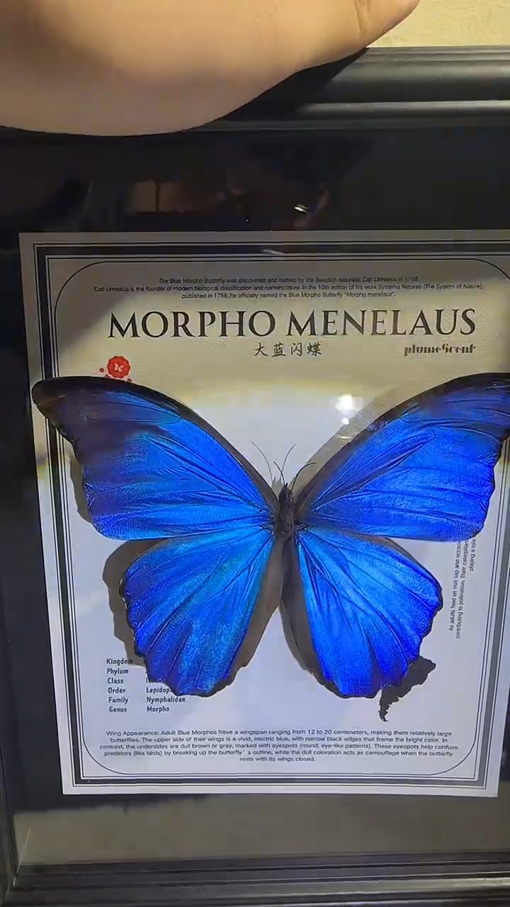 有机玻璃大蓝闪蝶