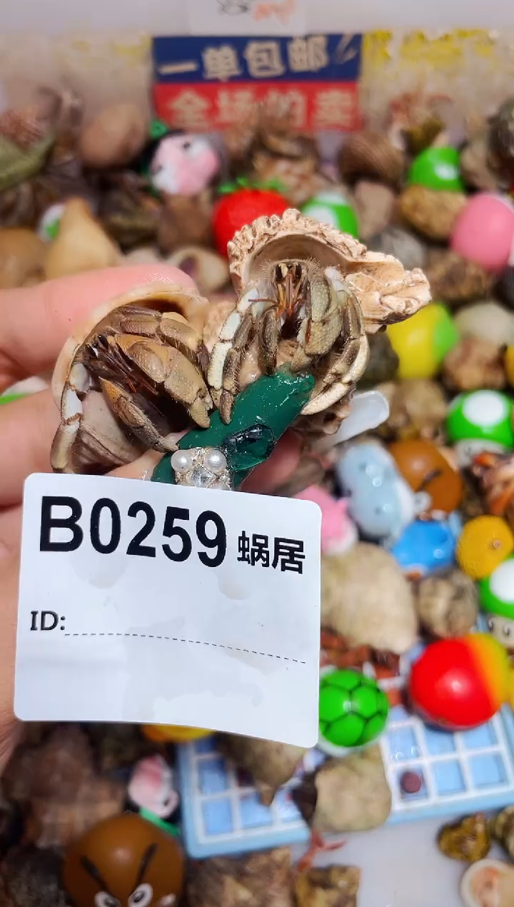 陌派甄选寄居蟹0259