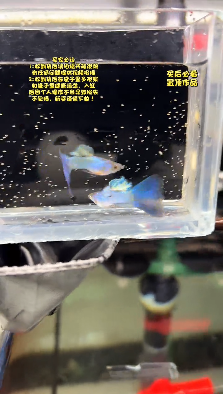 孔雀鱼无怨孔雀鱼