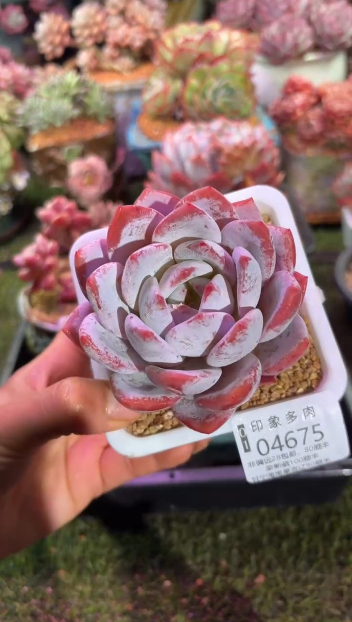 【闪购商品】04675