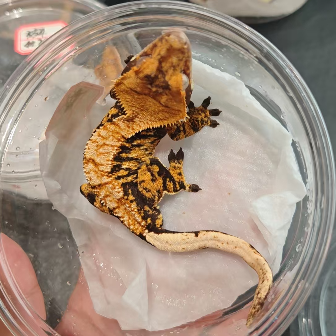 299+173号睫角守宫黑底橙纹三色公母