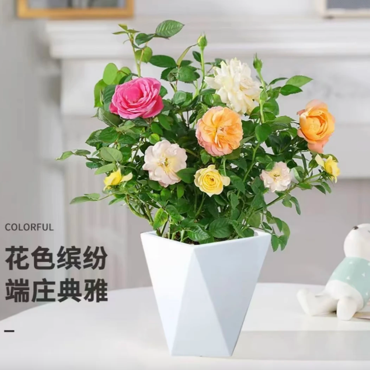 [主播推荐]多色月季 QX当年开花月季苗 送花盆 送肥料 好成活