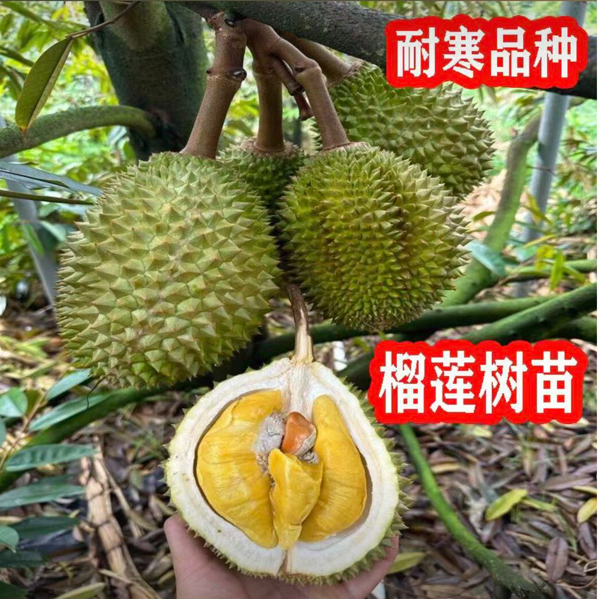 R正宗榴莲树苗四季泰国金枕头猫山王盆栽地栽南方可种植