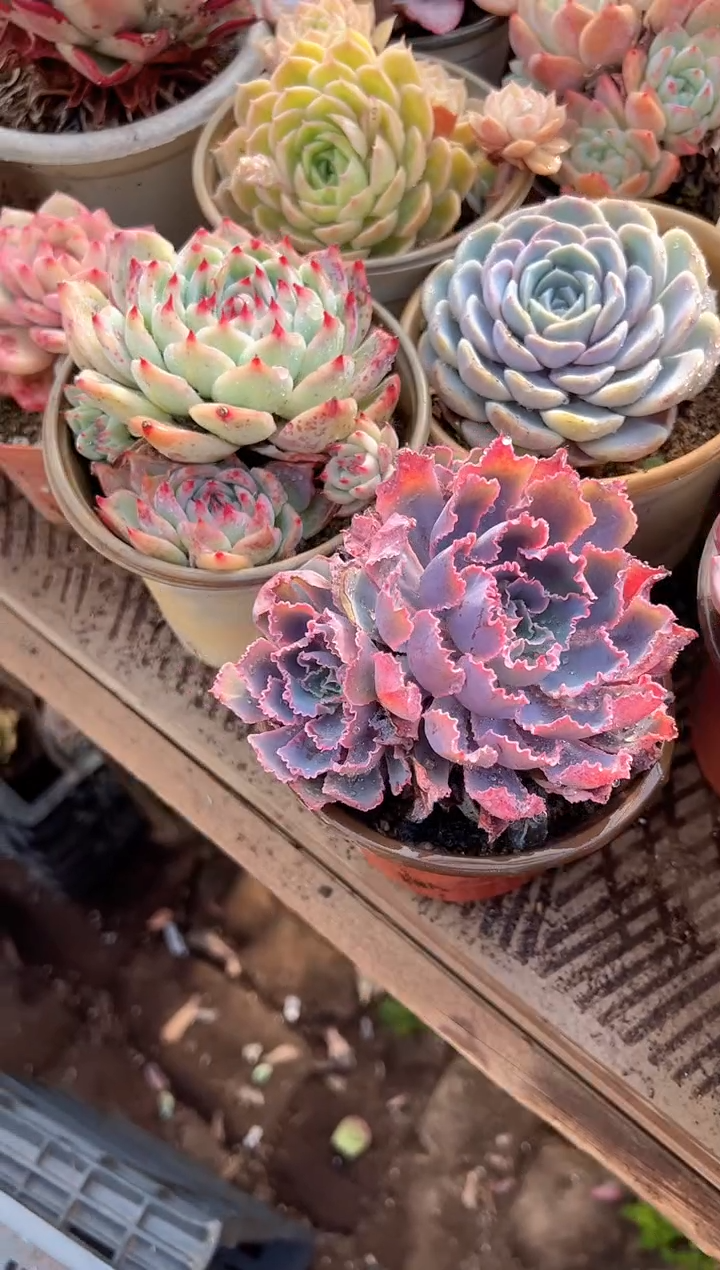 葛****砂多肉植物一物一拍31323