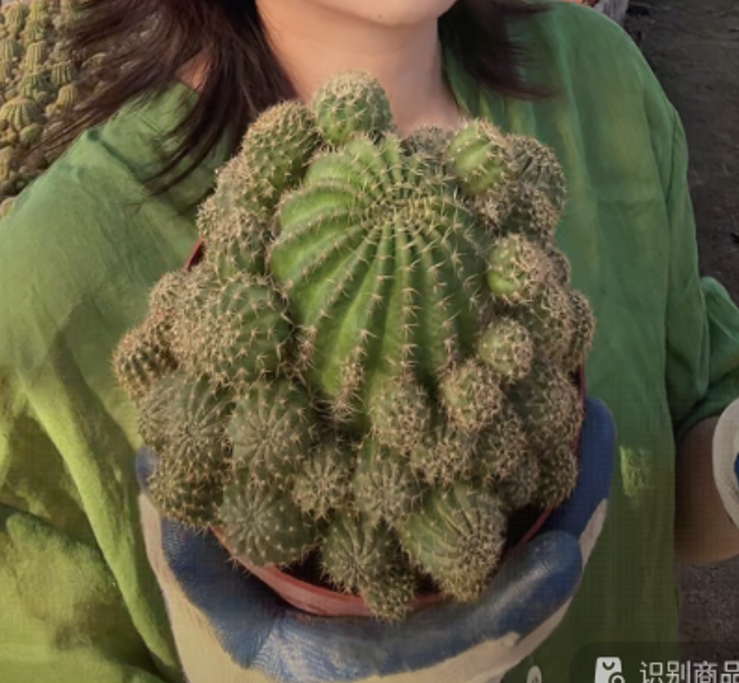 二妹园艺【 1颗  大群生丽花  】脱土随机发货