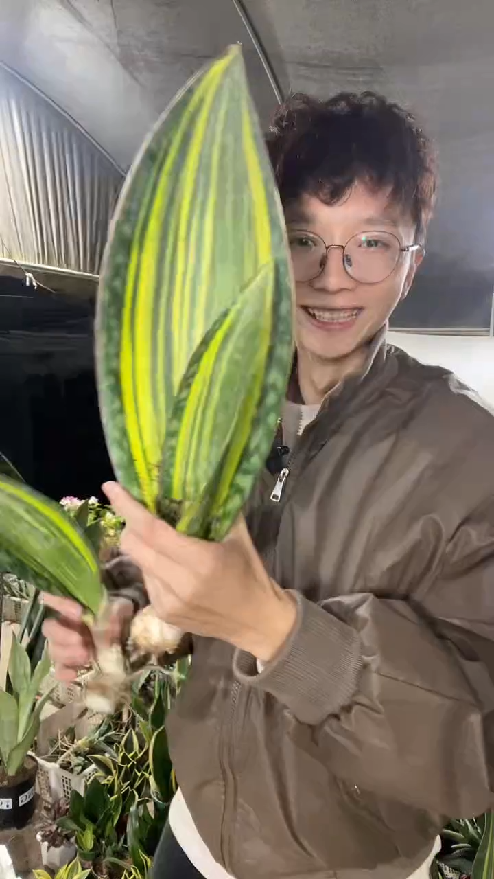 精品黄金宝镜40-60厘米18.8