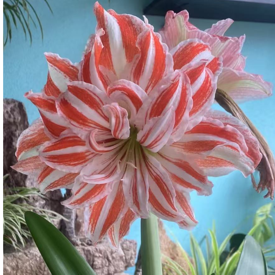 现货重瓣朱顶红【舞蹈舞后】自然球  公主爱花园