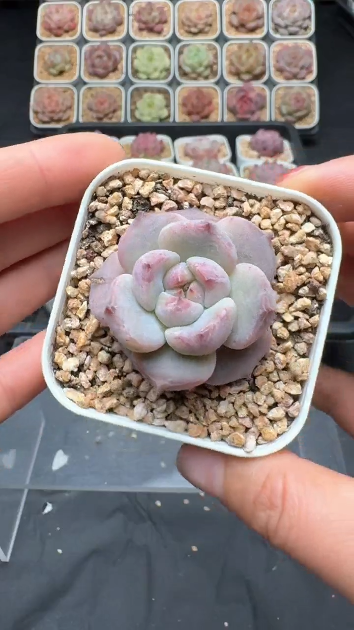 【闪购商品】021号珍妮多肉一物一拍3单包邮