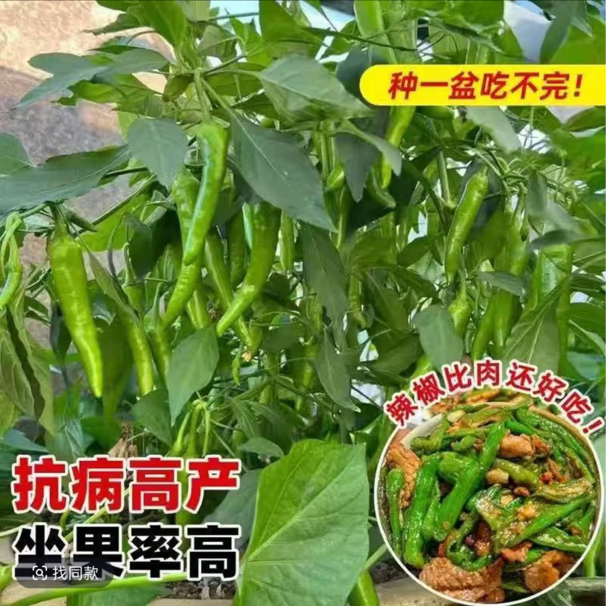 【樟树辣椒绿植蔬菜秧苗苗】春秋四季阳台盆栽菜园栽种蔬菜苗辣椒苗商品图