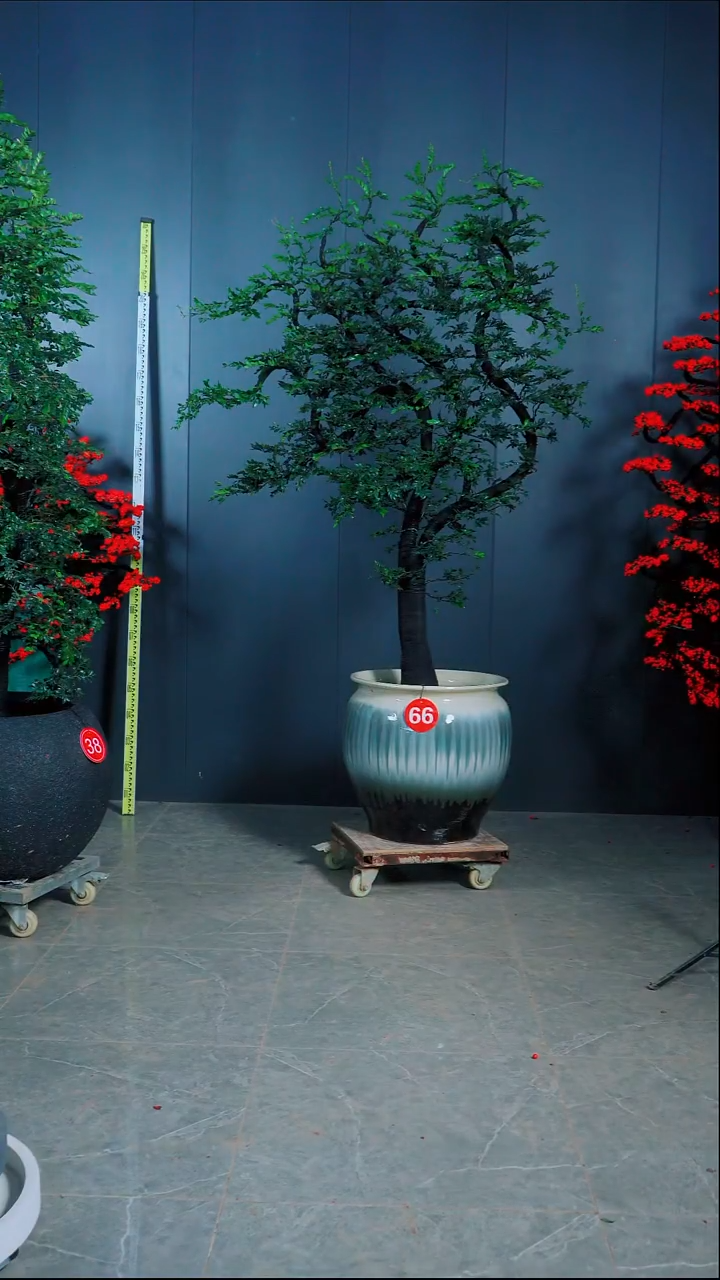 无花朵M****?广东小叶紫檀.66号