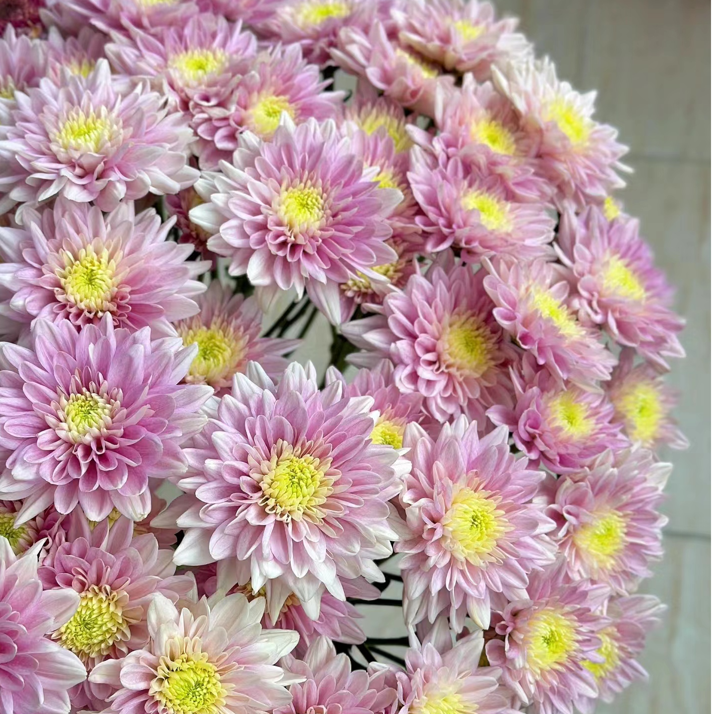神仙粉小雏菊一把 （8到10支）  云南基地鲜花 家养    水养
