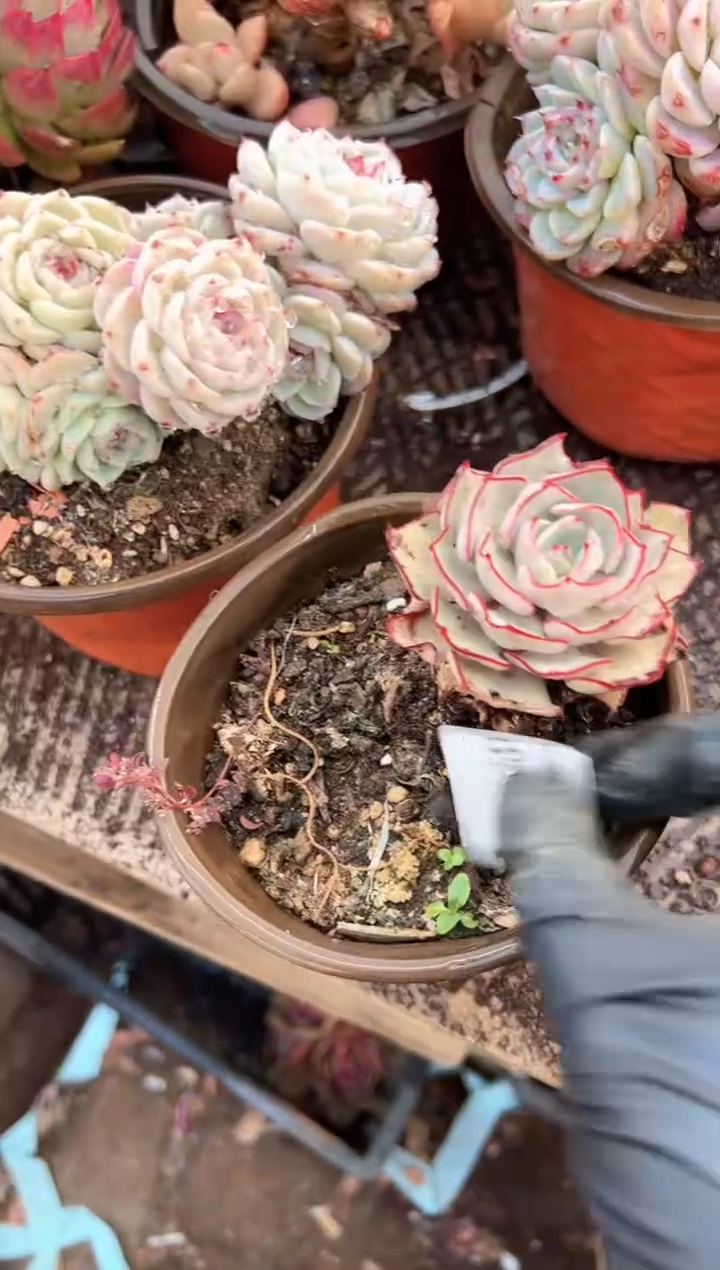 小*福多肉植物一物一拍01460