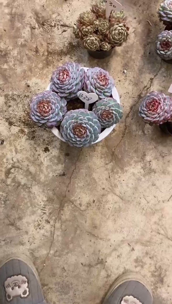 花***花         B38号天鹅绒（带土球）￥35