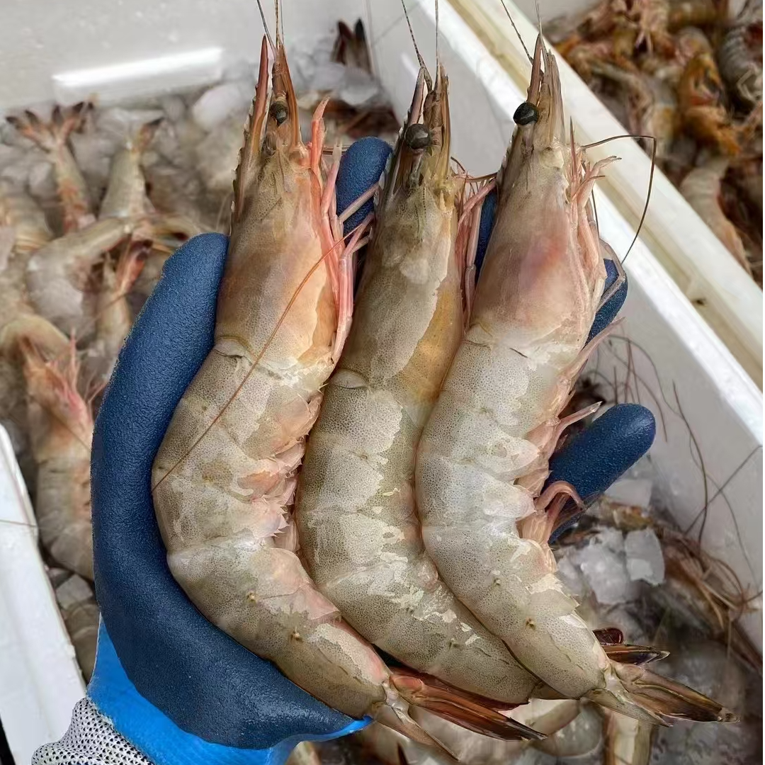 莱州湾野生海捕大海虾 莱州当地特产 顺丰直达