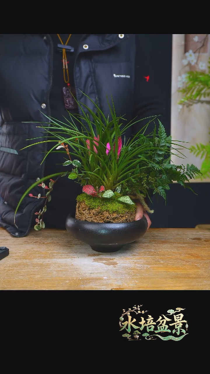 石云社一物一拍组合盆栽17