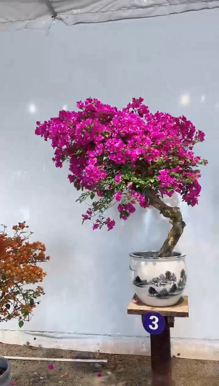 【闪购商品】盆景云南紫