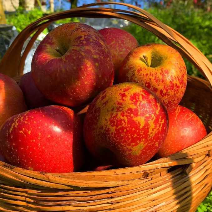 云南昭通冰糖心丑苹果新鲜脆甜多汁产地现摘现发水果糖心苹果