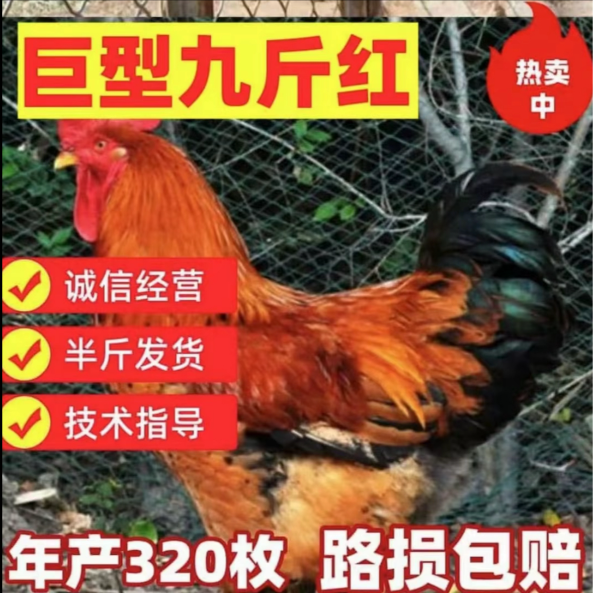 红玉380 K9小鸡快大型红壳蛋九斤红鸡散养鸡宠物观赏鸡包活到家01