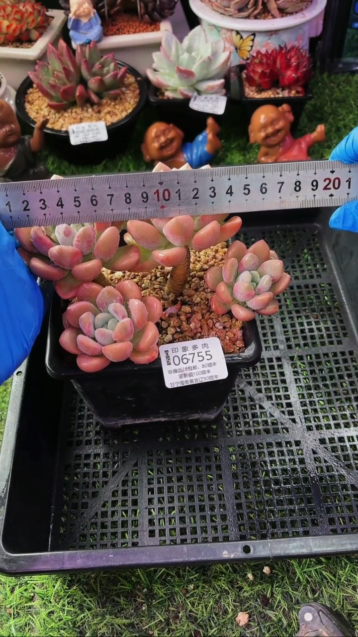 昆明印象多肉06755