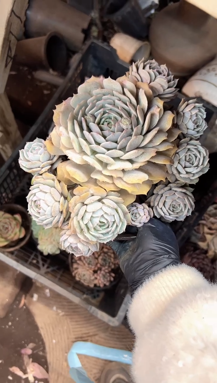 果****爱多肉植物义务一排11397