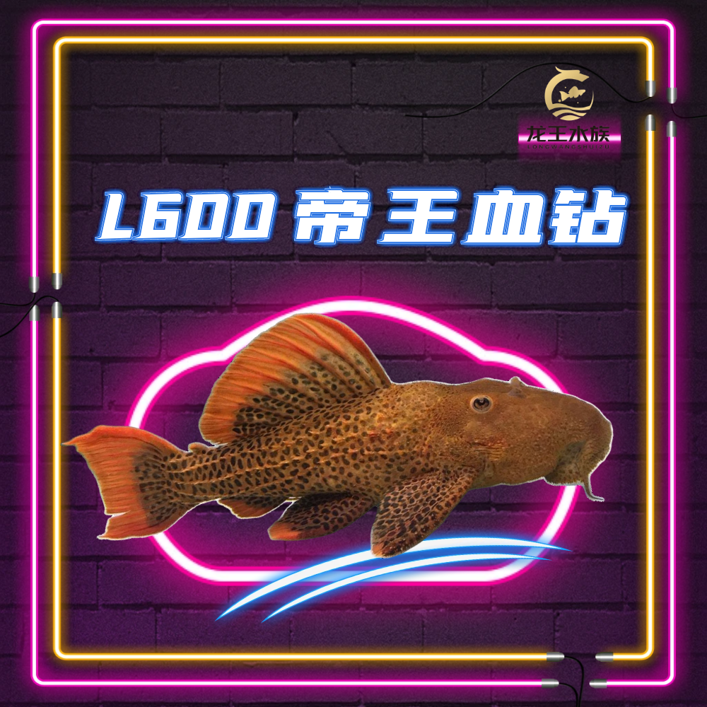 热带观赏鱼5-7cm帝王血钻L600，福袋空运包邮包损