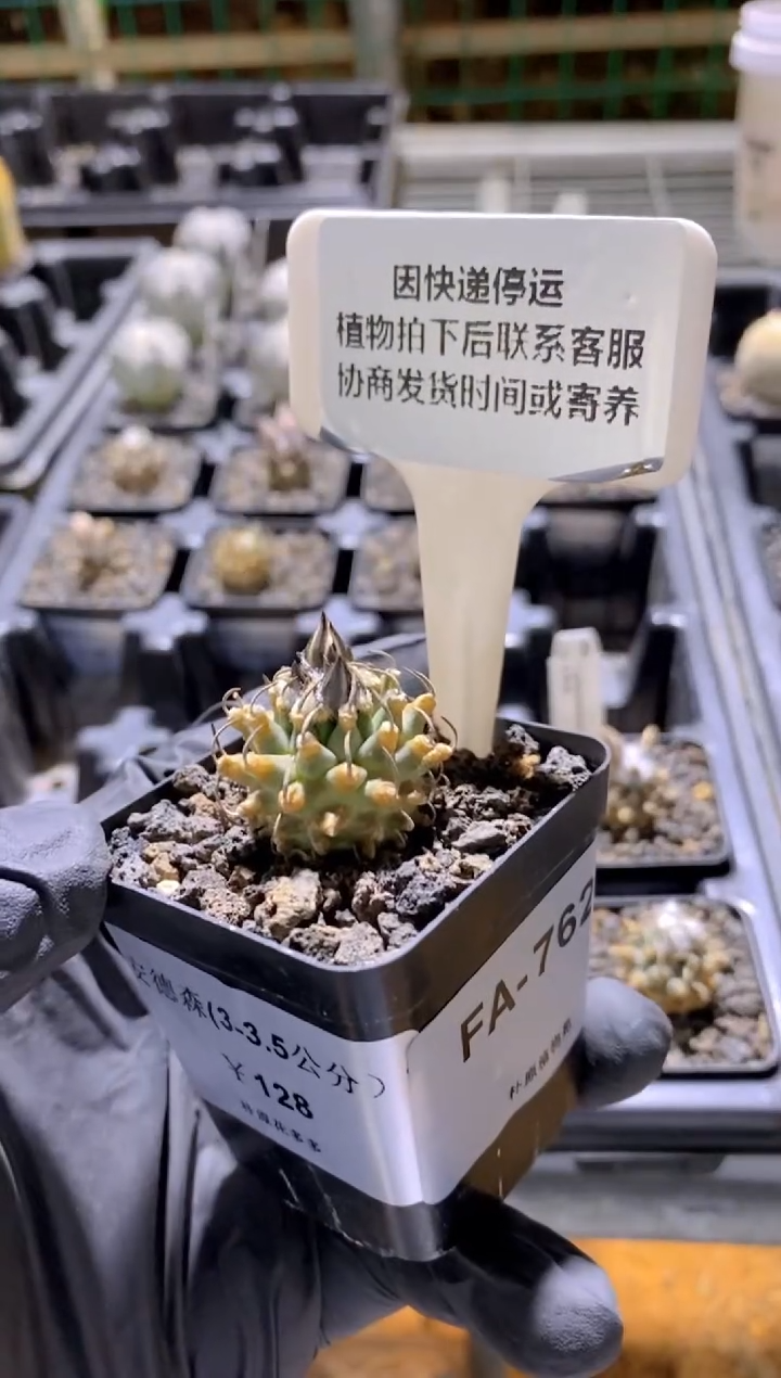 【闪购商品】安德森FA-762