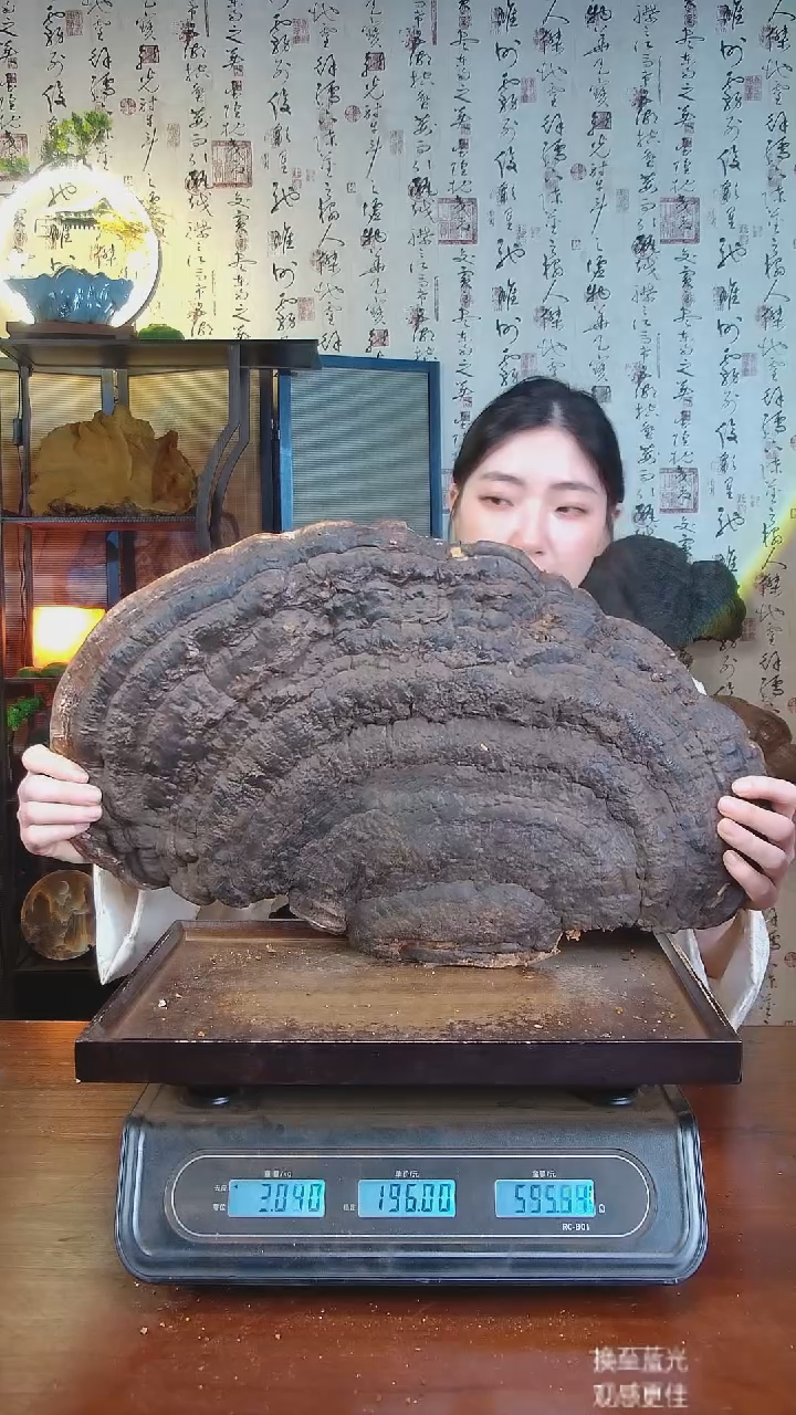 红缘拟层孔菌中国大陆【藏区 野生】红缘树舌（5.53斤）60-70年份