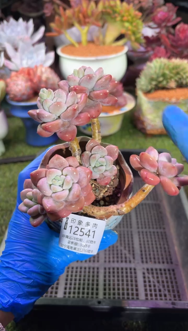 【闪购商品】12541