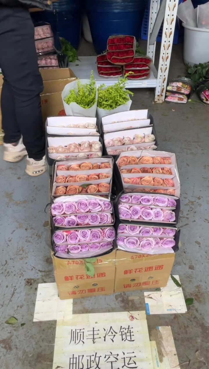 曼塔20枝+卡布20枝+海洋之歌20枝+黄莺