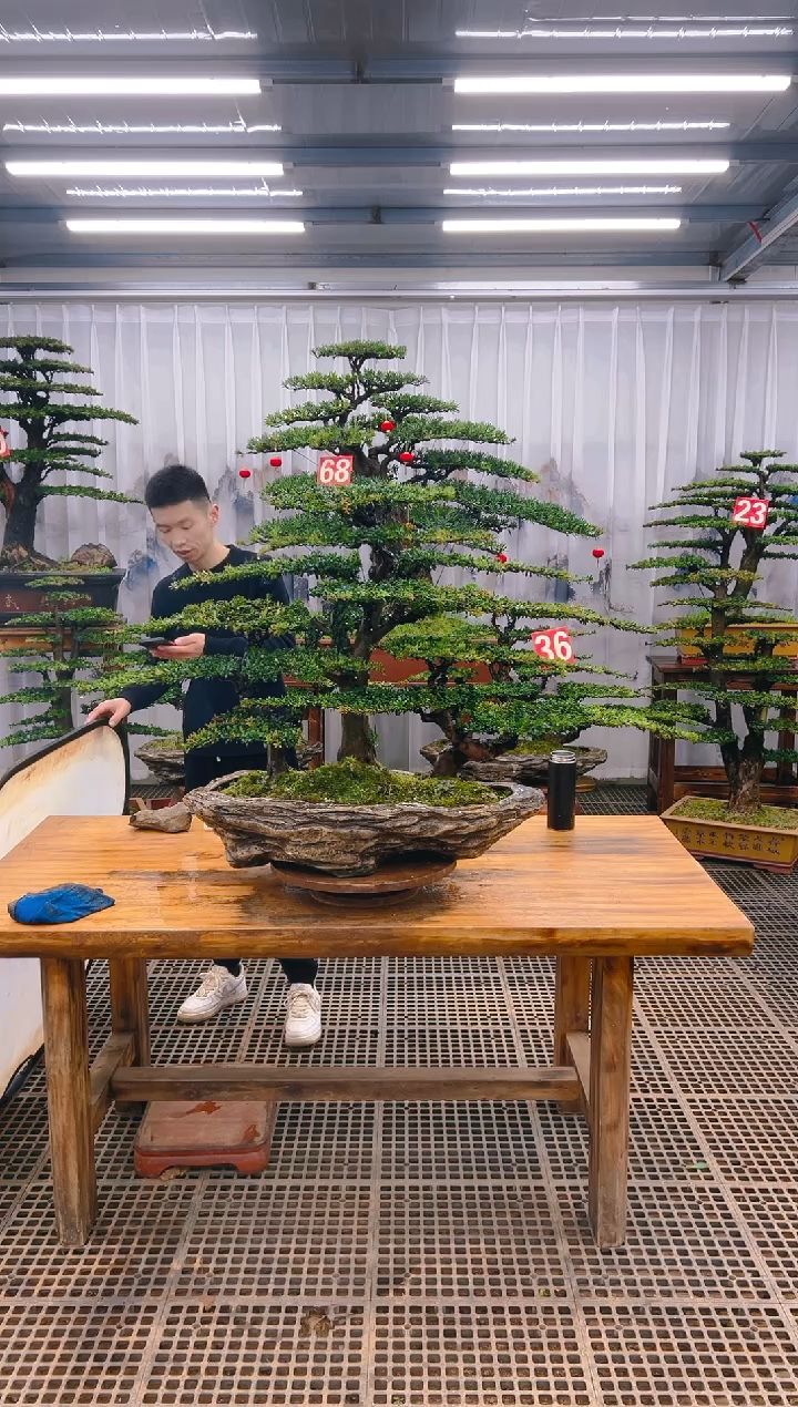 【闪购商品】紫砂精品盆景直播间一物一拍