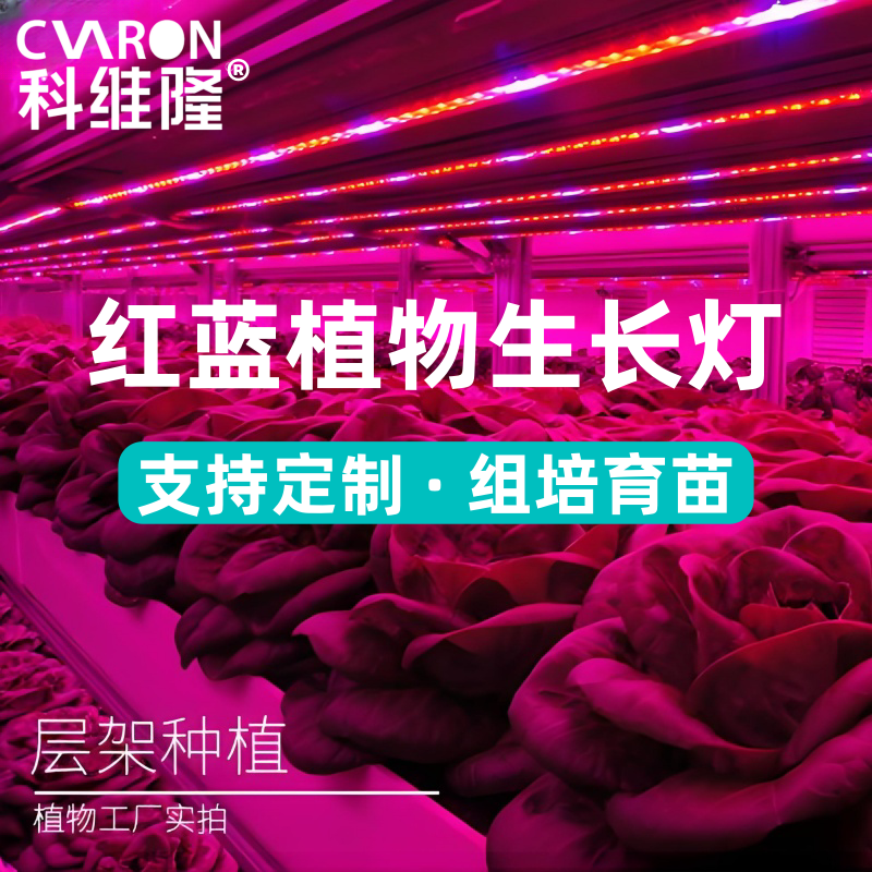 植物生长灯红蓝植物灯蔬菜花卉绿植育苗科维隆
