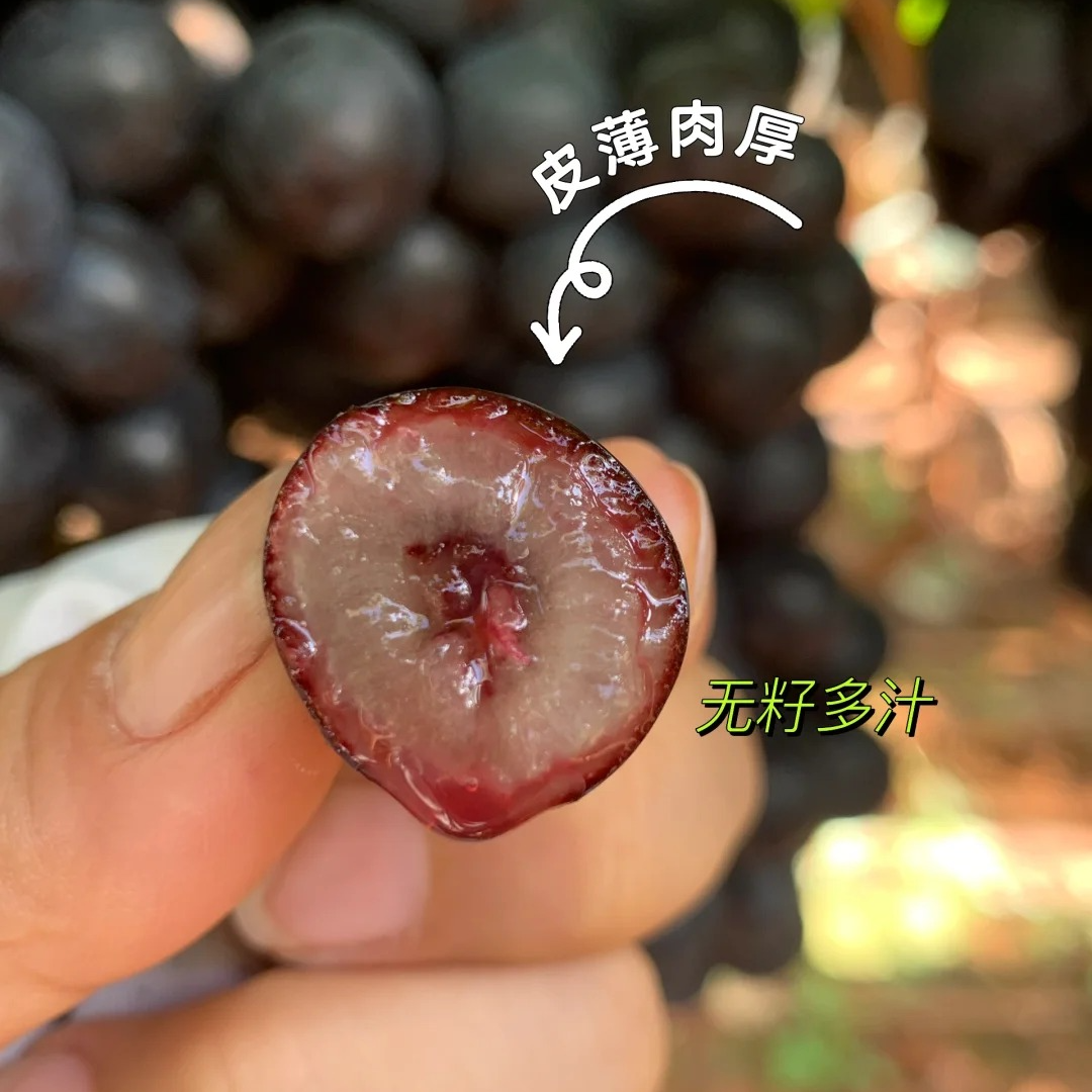 【刘双生鲜甄选】新到蓝莓葡萄，花香果粉充裕，汁水充足，3.3斤起净果新疆维吾尔自治区