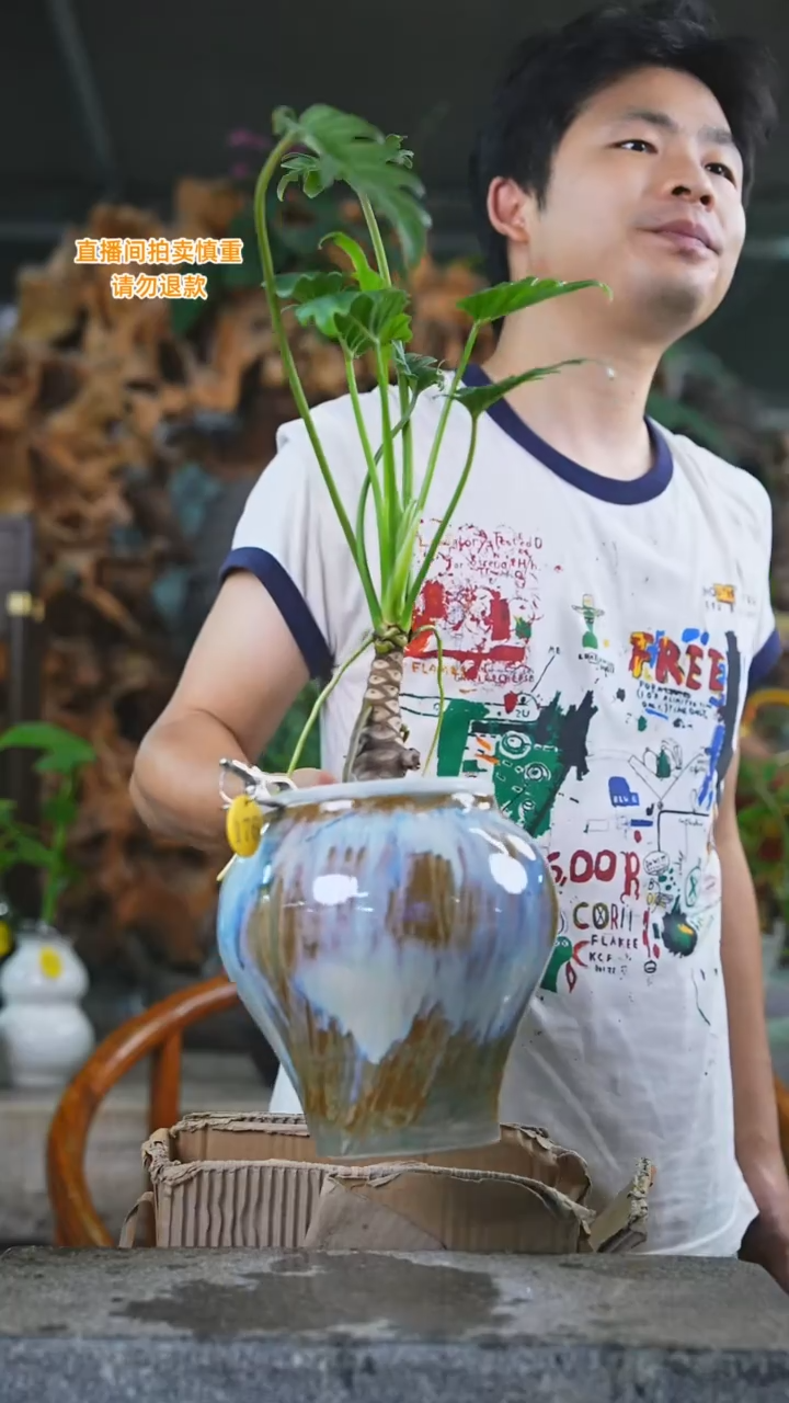 当前无花栽培后可以开花小天使176T