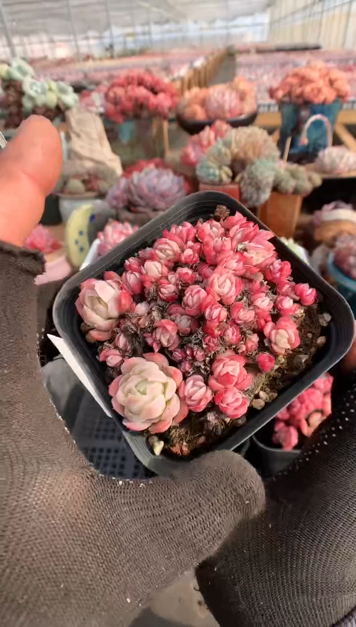 【闪购商品】436贝瑞一物一拍