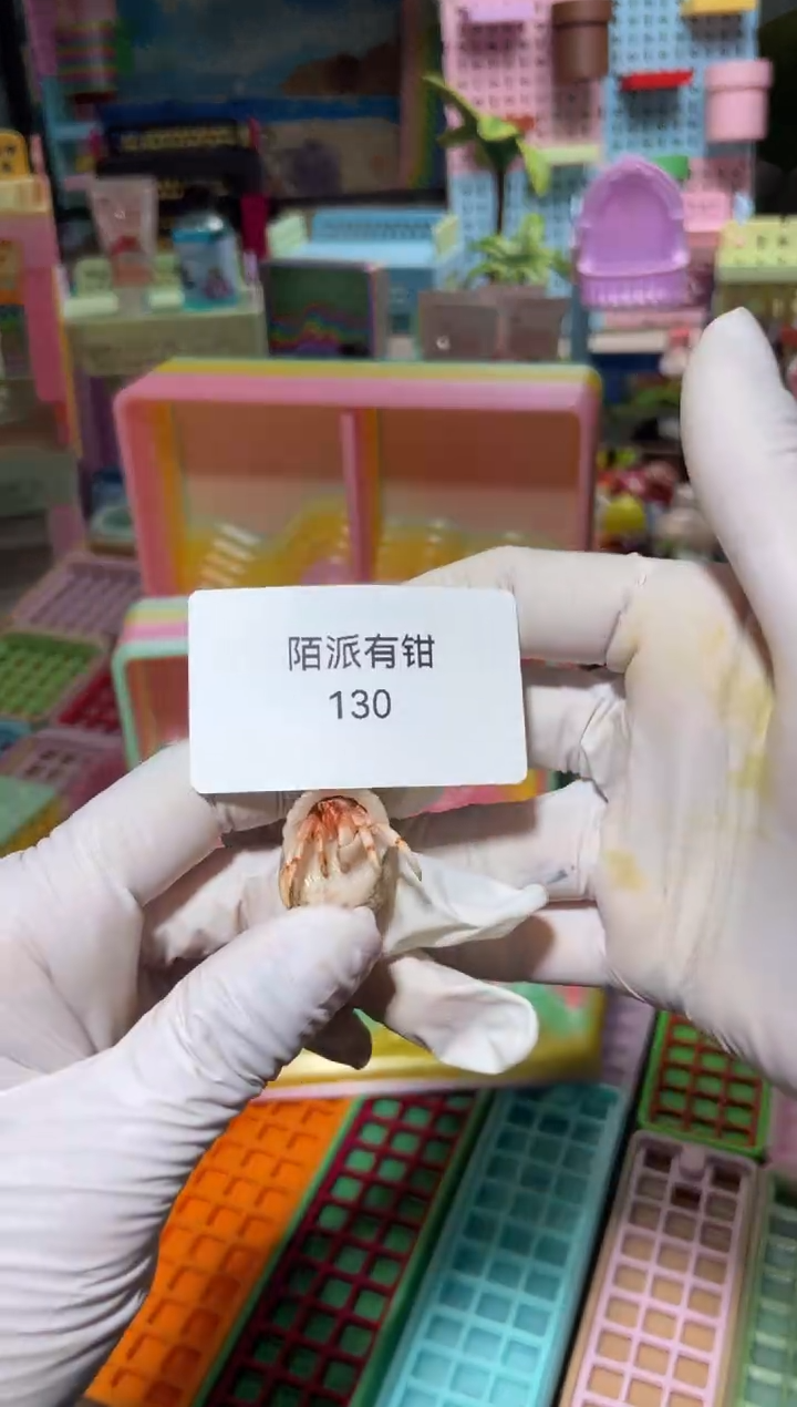 陌派帝国寄居蟹130，马岛