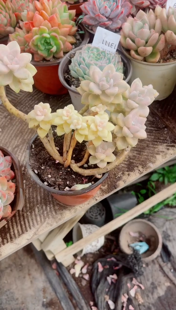 一**舟跃跃精品多肉13112