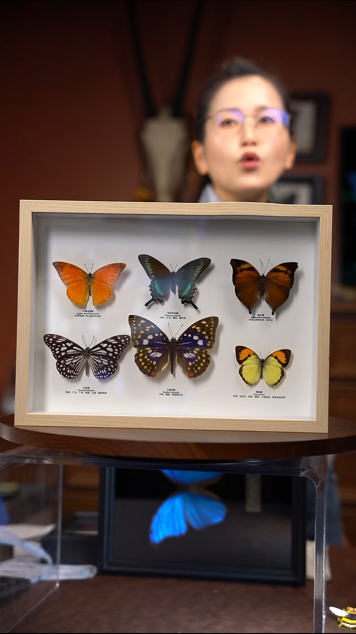 白**?6只蝴蝶组合款  常规