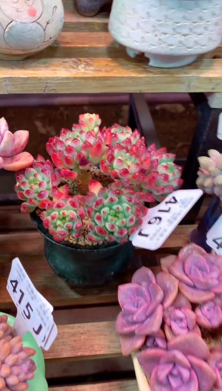 416J（一物一拍，精品多肉，w所见即所得 ）