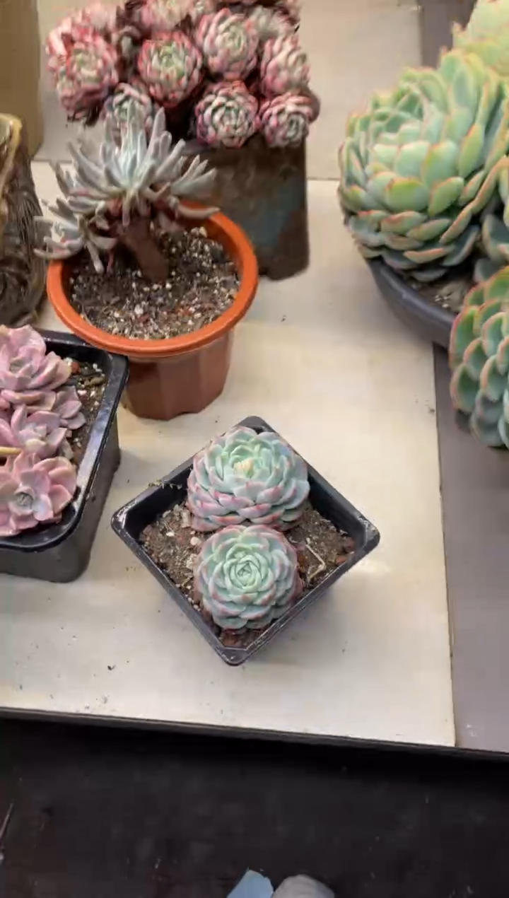 【闪购商品】86孤星