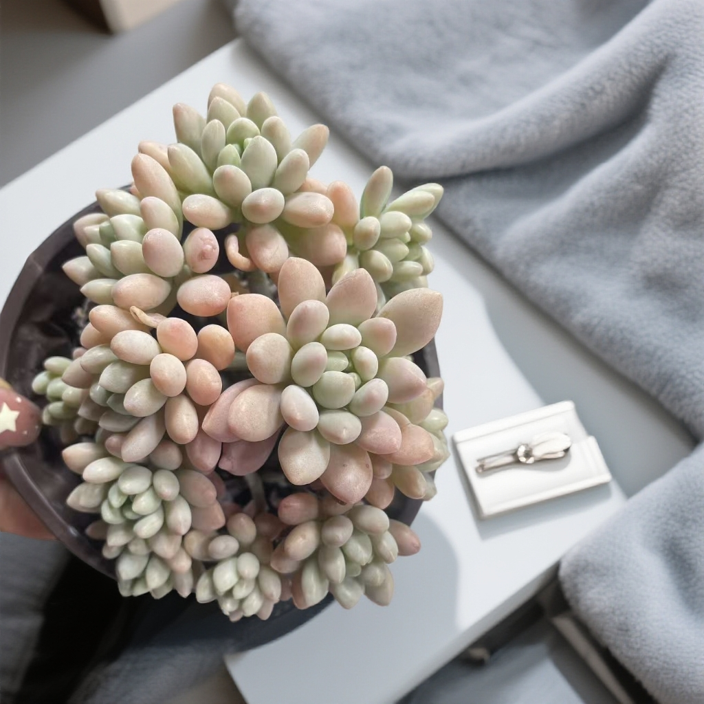 洛可可(拼满15元包邮)室内盆栽 净化绿植盆栽大棚多肉