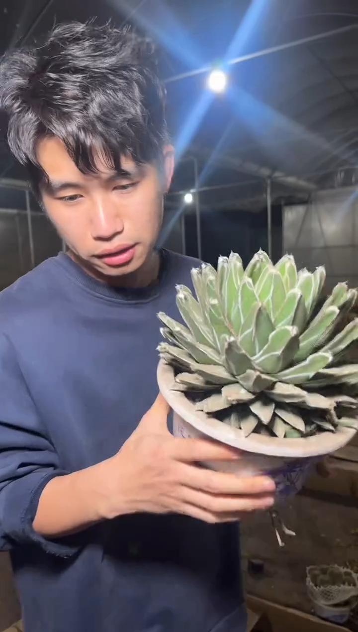 超大 屉之雪 13-16cm