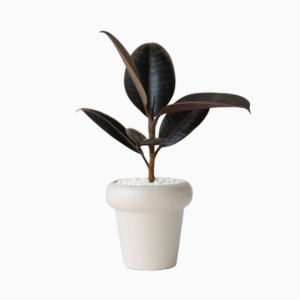 黑金刚橡皮树室内植物盆栽花卉办公室桌面绿植净化空气阳台