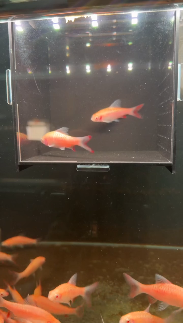 海水鱼白子红尾鲫222