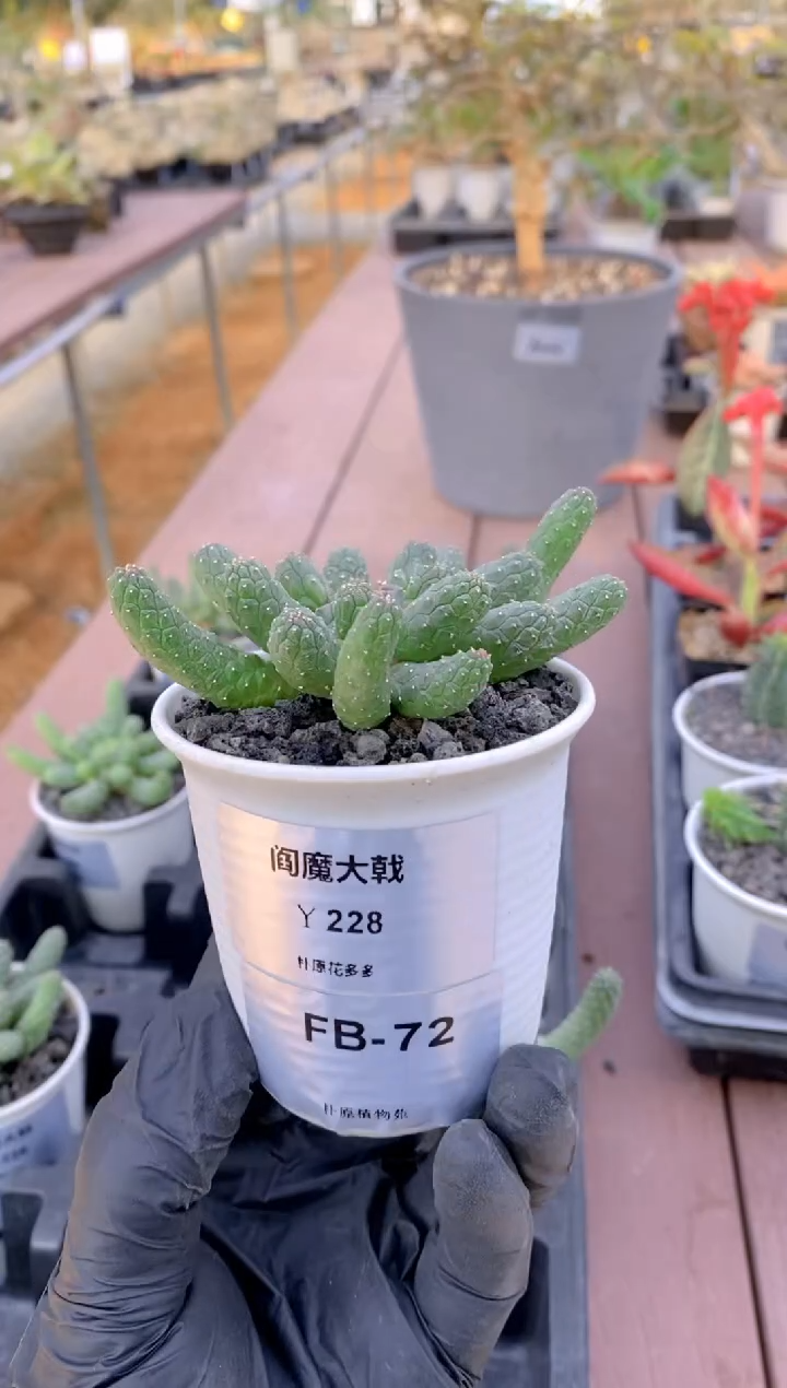 【闪购商品】阎魔大戟FB-72